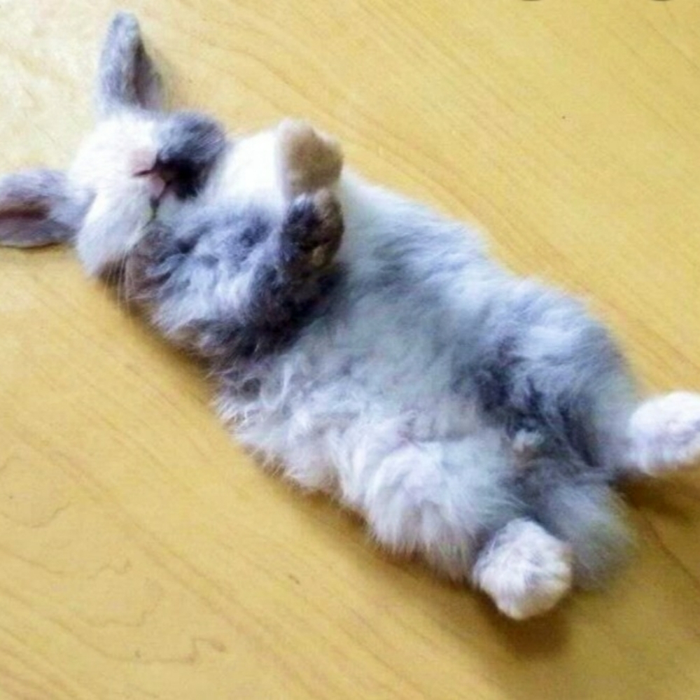 Meet your Posher, Mona